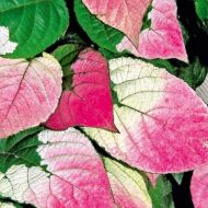 Саджанець Актинідія коломікта (чоловіча) в контейнері